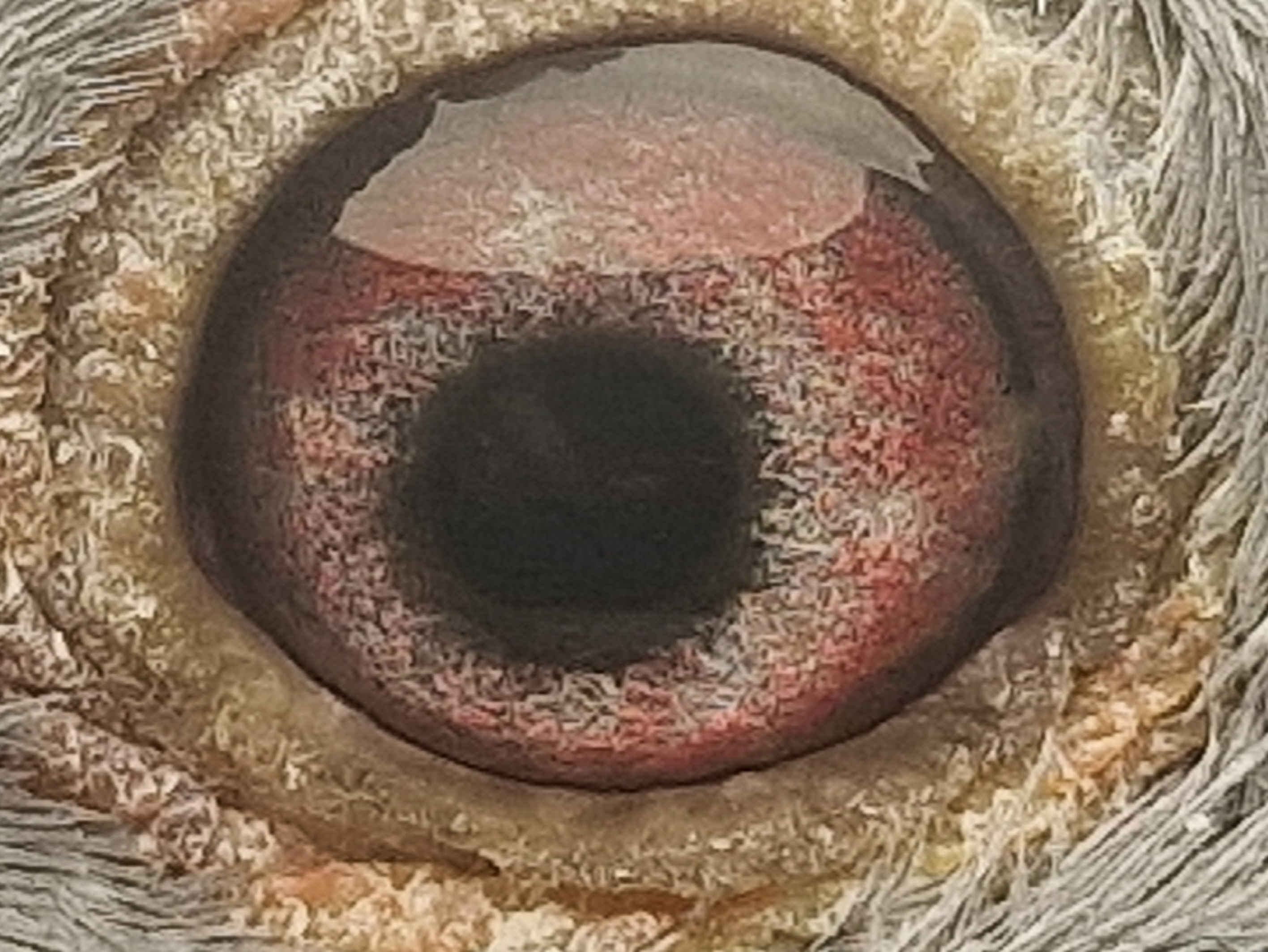 Pigeon eye